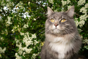 beautiful blue tabby maine coon cat portrait in garden with flowering bush beautiful blue tabby maine coon cat portrait in garden with flowering bush